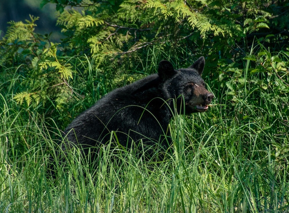 Bear Encounters