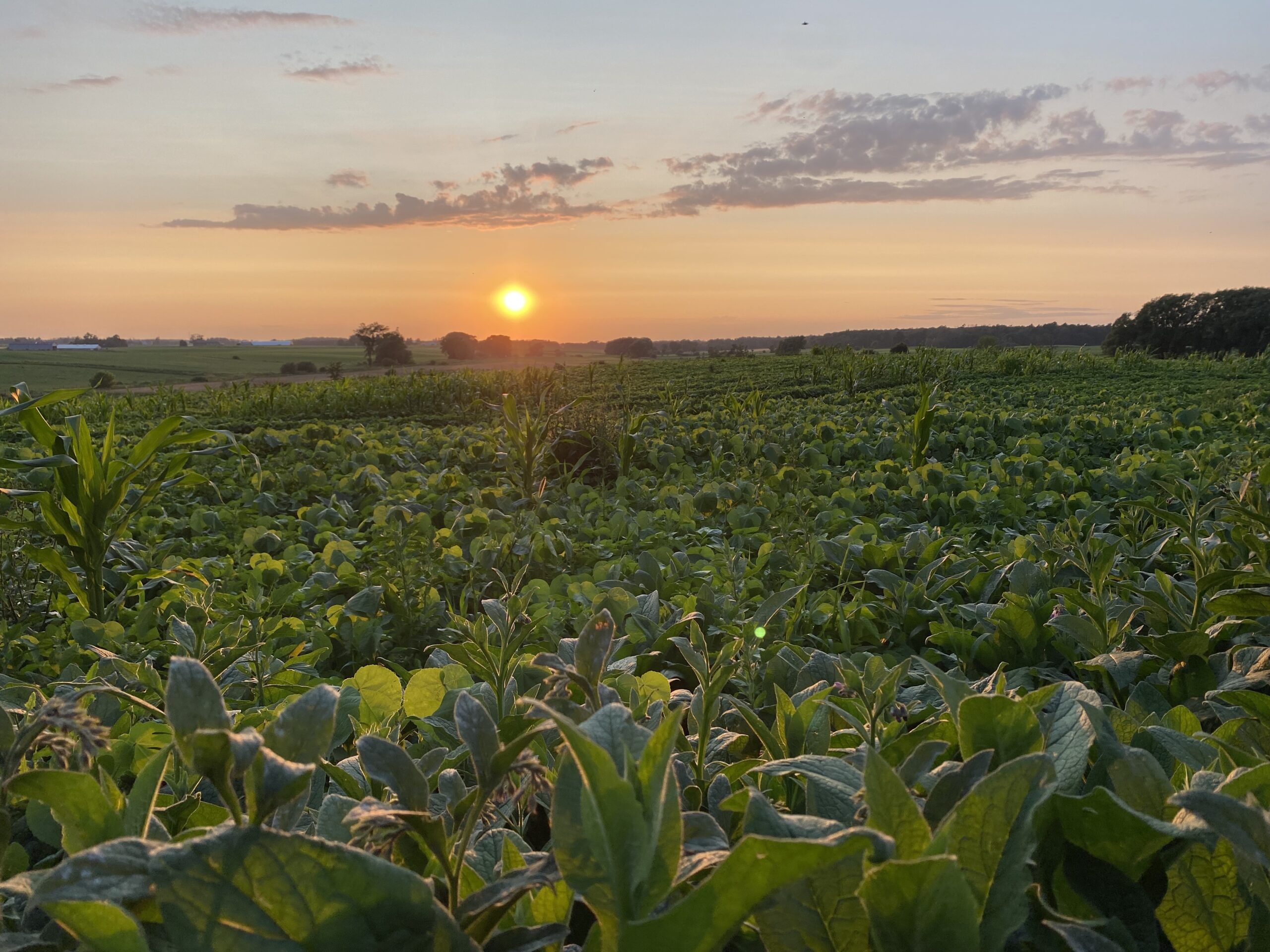 Enlightenment in Manure: A Pig Farmer’s Wisdom